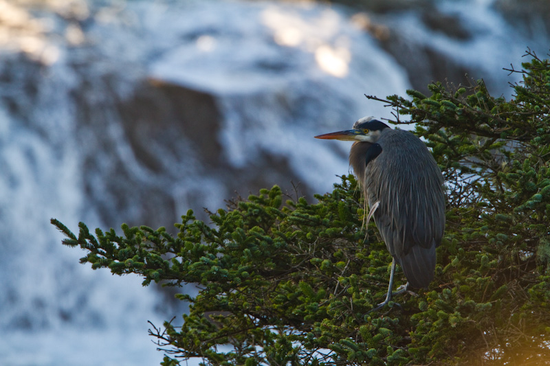 Great Blue Heron